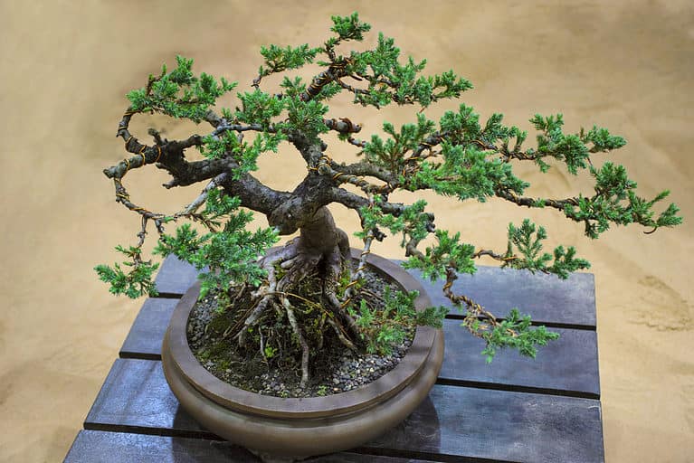 japanese garden juniper bonsai
