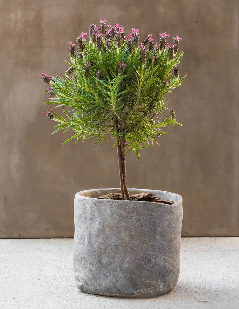 Flowering Bonsai Trees