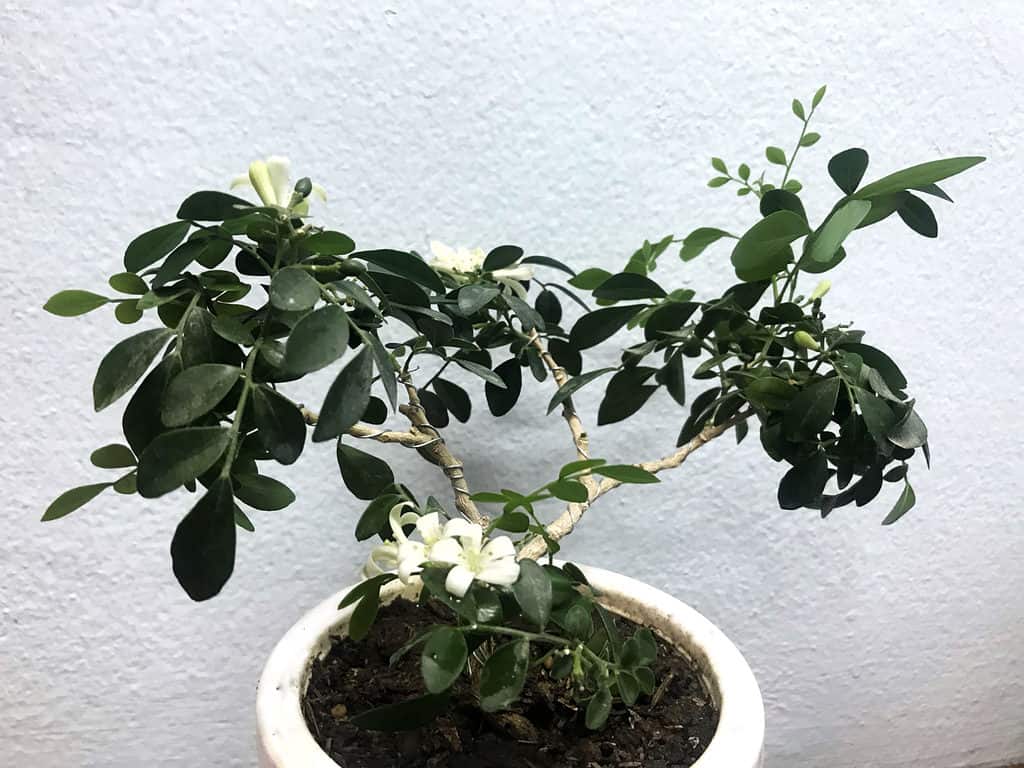 Jasmine Bonsai Tree