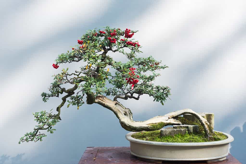 Fruit Bonsai Trees