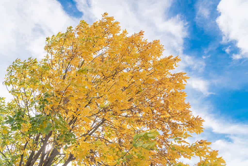 Trees Native to Texas