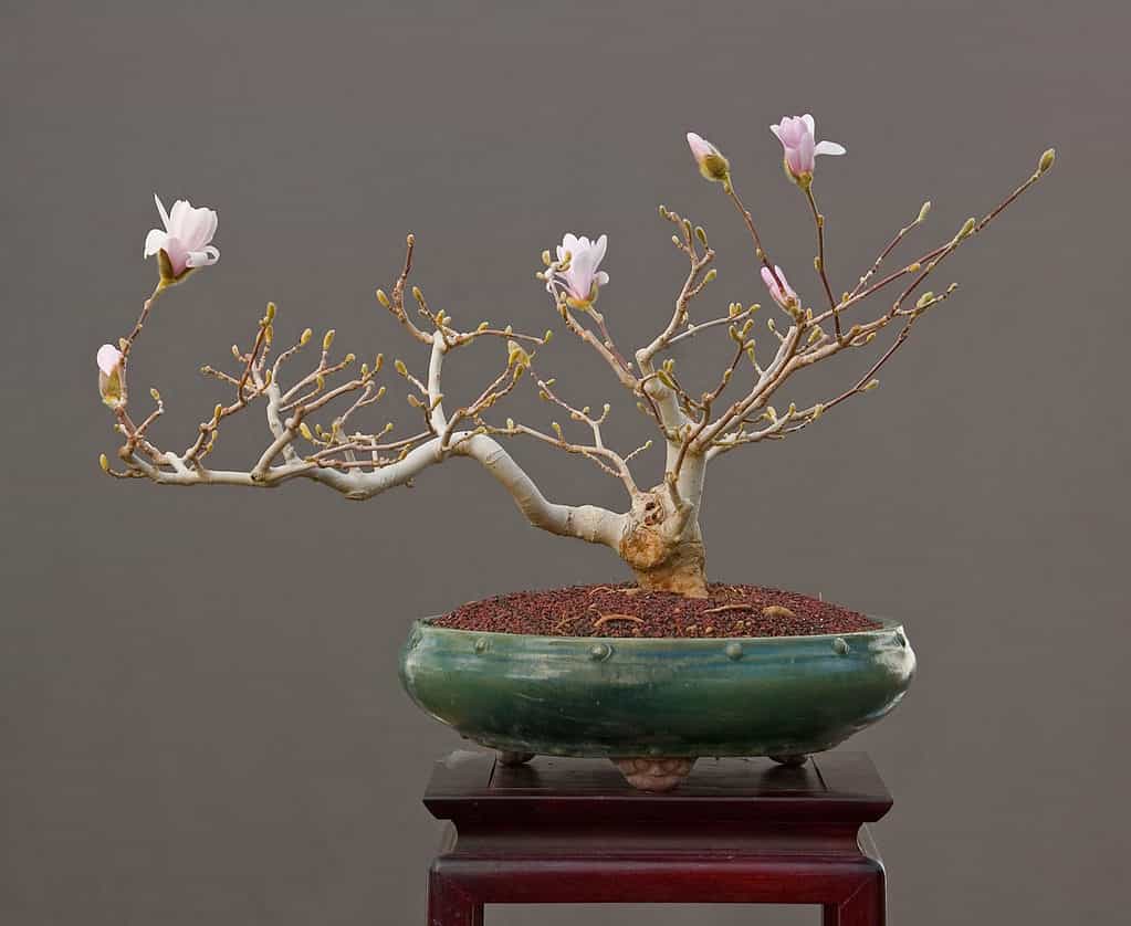 Flowering Bonsai Trees