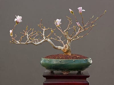 A How to Defoliate a Bonsai Tree: Why It Matters