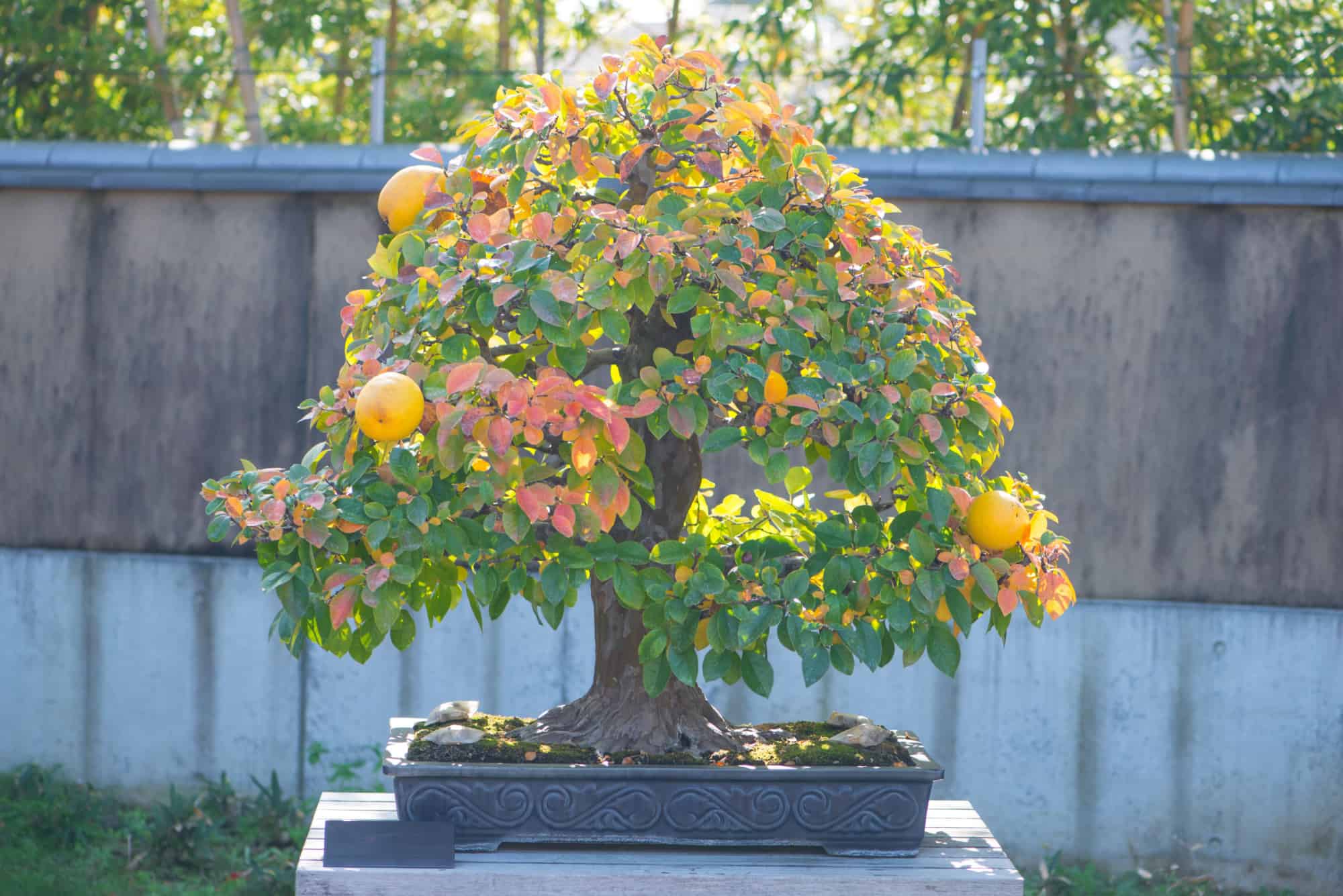 quince bonsai tree with fruit
