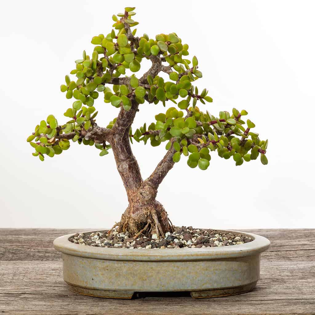 dwarf jade bonsai tree on white background