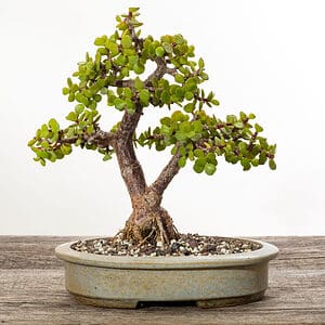 Bonsai Nebari: What is It and How to Create It Picture