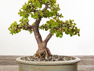 A Bonsai Nebari: What is It and How to Create It