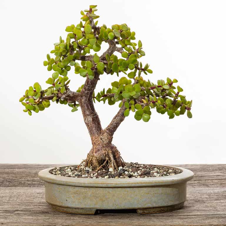 dwarf jade bonsai tree on white background