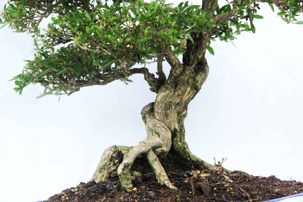 thân cây bonsai