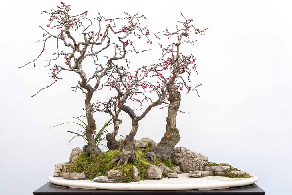 Fruit Bonsai Trees