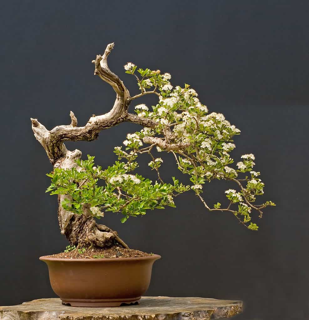 Hawthorn Bonsai Tree