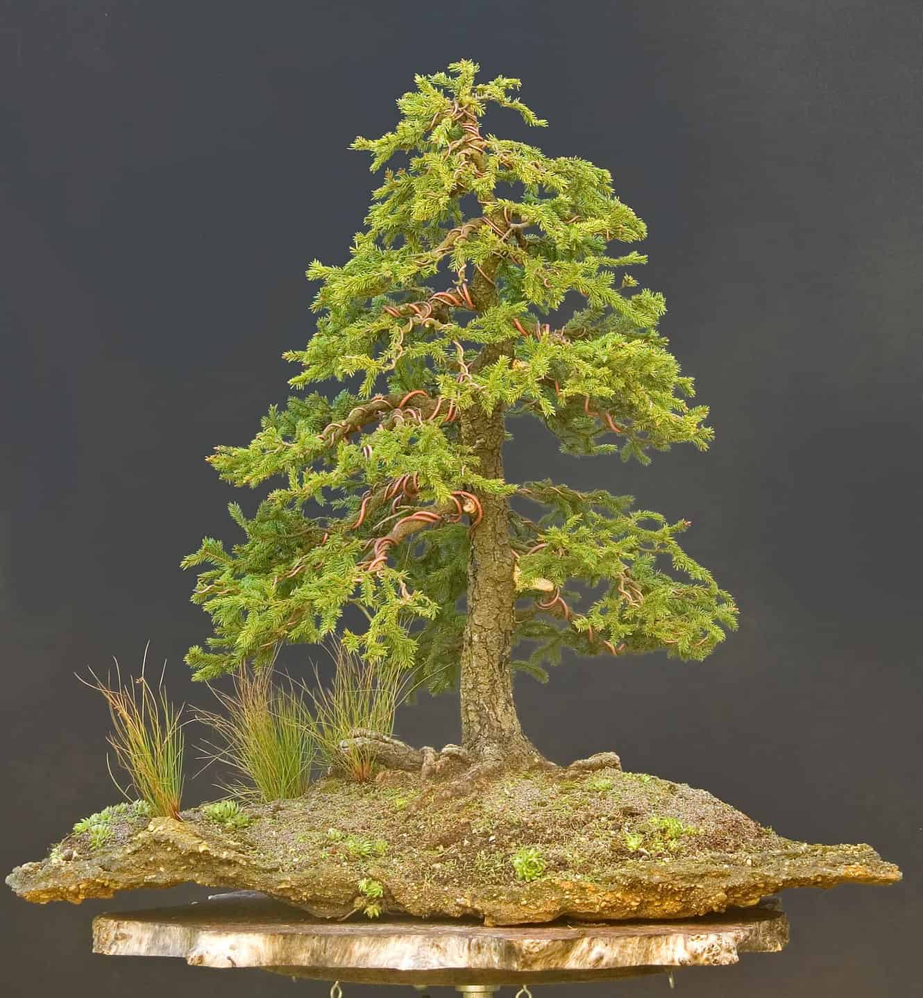 Spruce Bonsai Tree AZ Animals