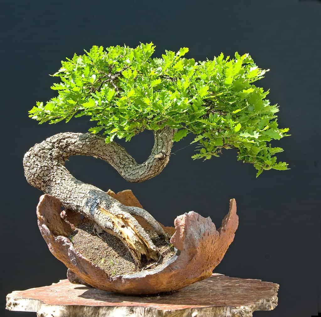 oak bonsai tree