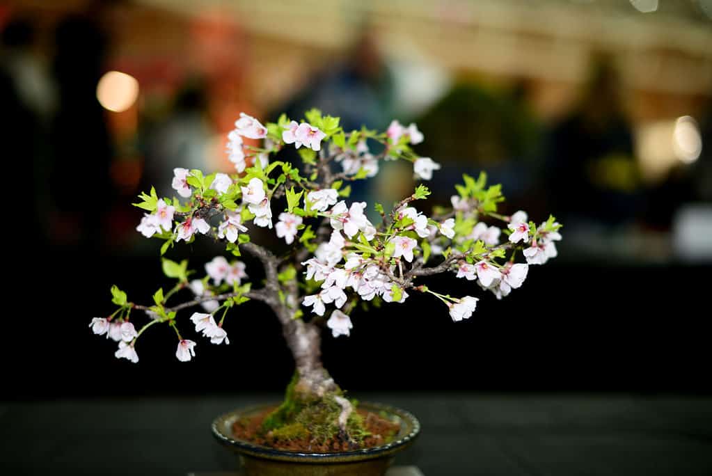 Fruit Bonsai Trees