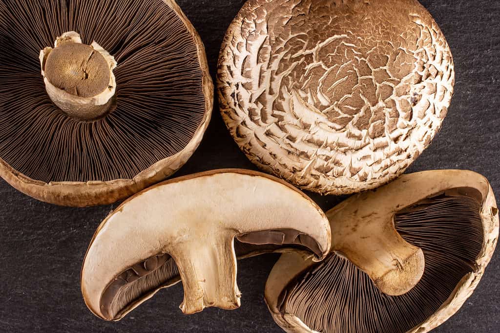 button mushrooms vs. portobello mushrooms