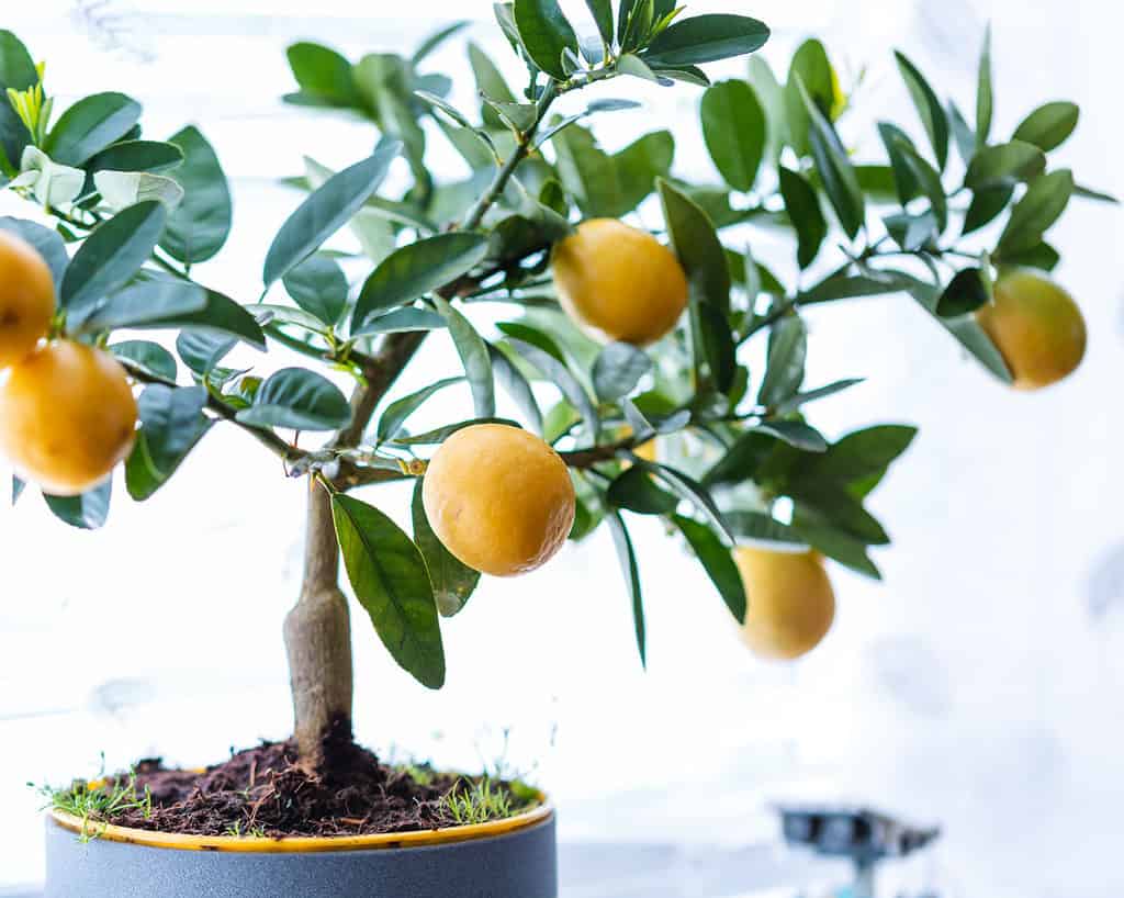 Fruit Bonsai Trees