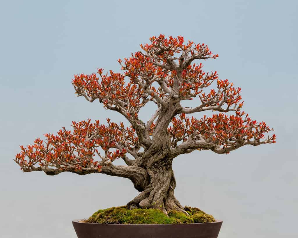 best outdoor bonsai trees