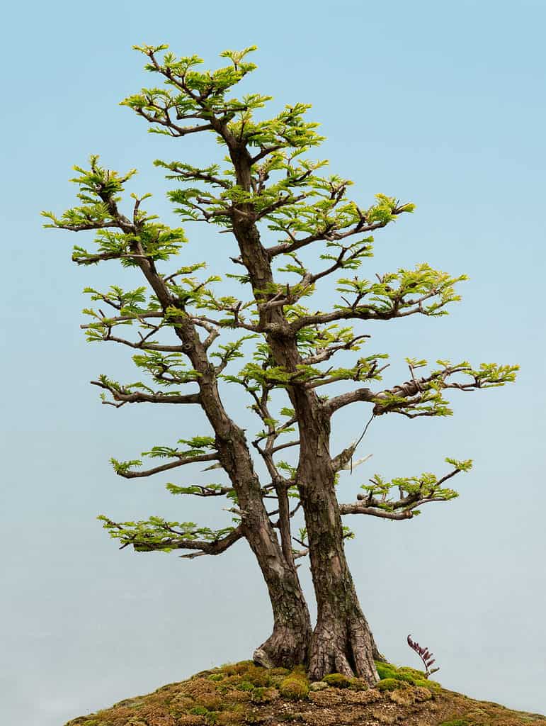 Redwood Bonsai Tree