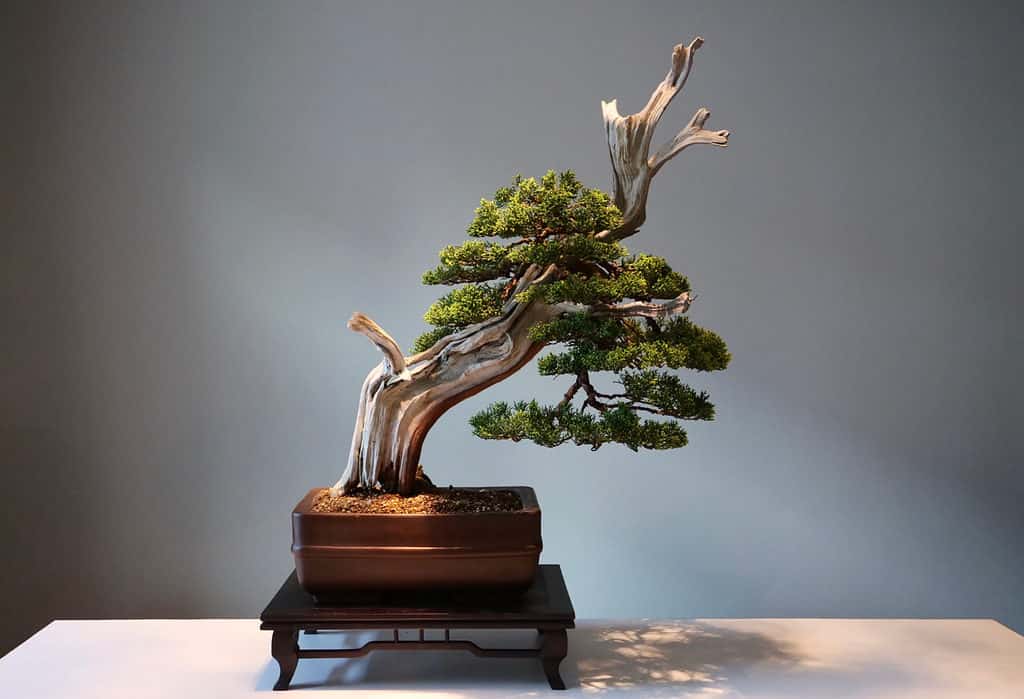 weathered bonsai tree in pot