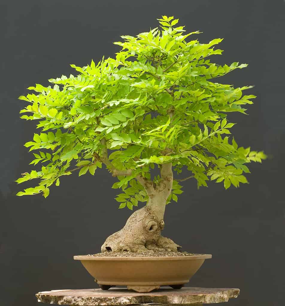 ash bonsai tree