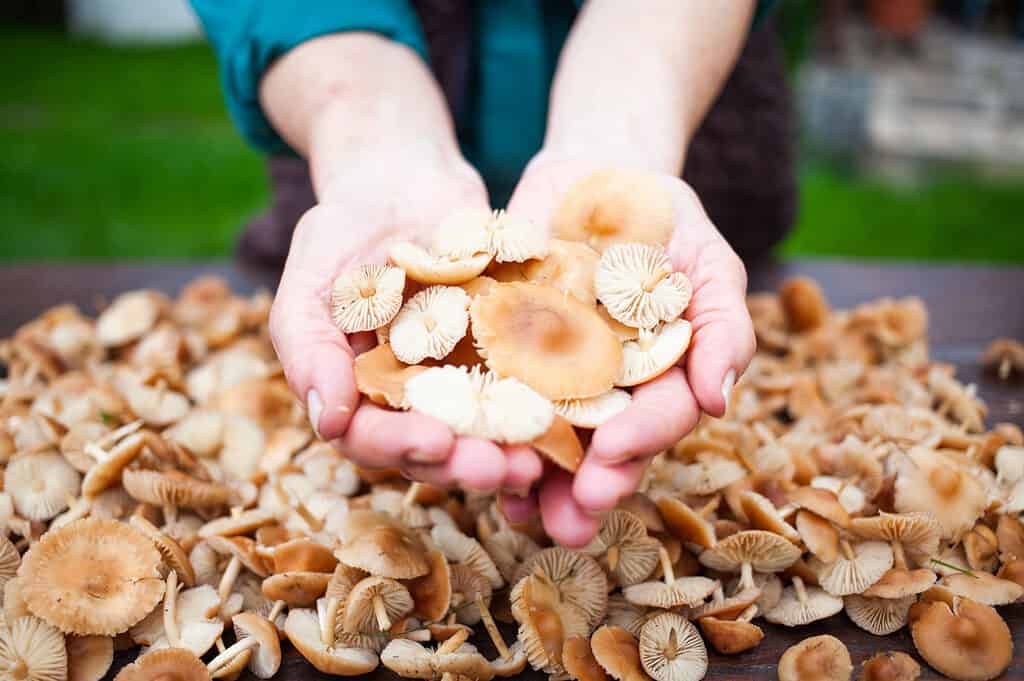 Champignon Mushrooms vs. Button Mushrooms