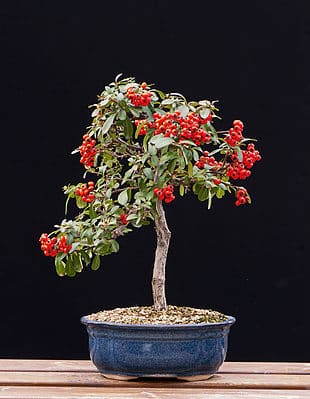 Hawthorn Bonsai Tree - A-Z Animals