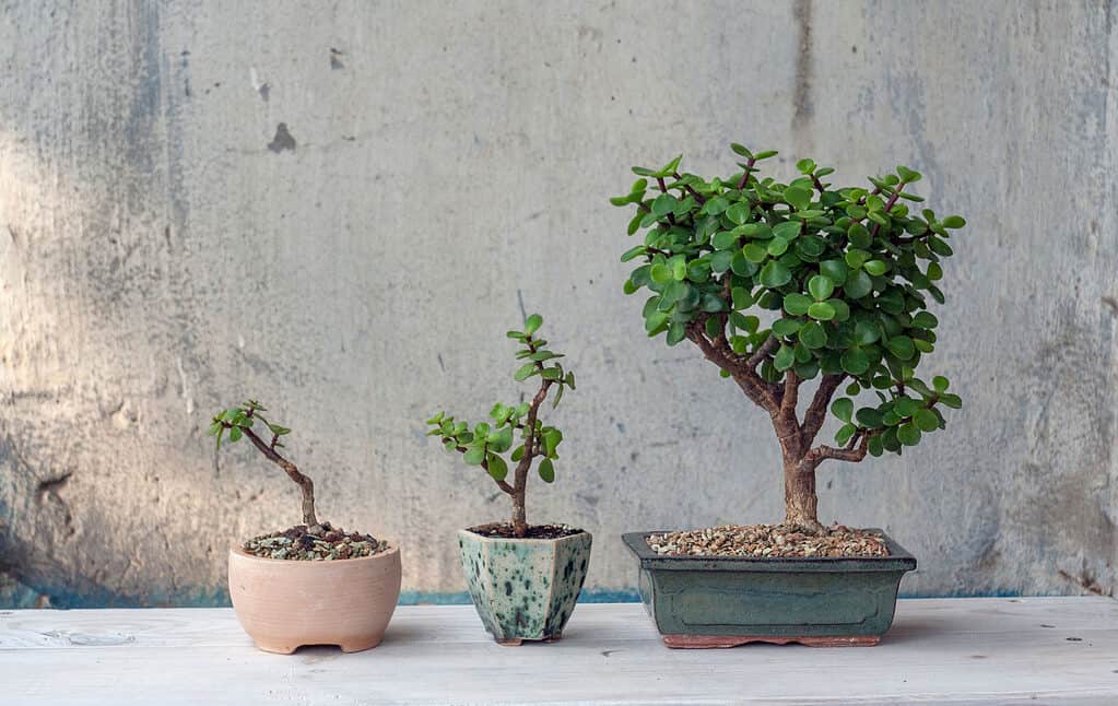 pruning a bonsai tree