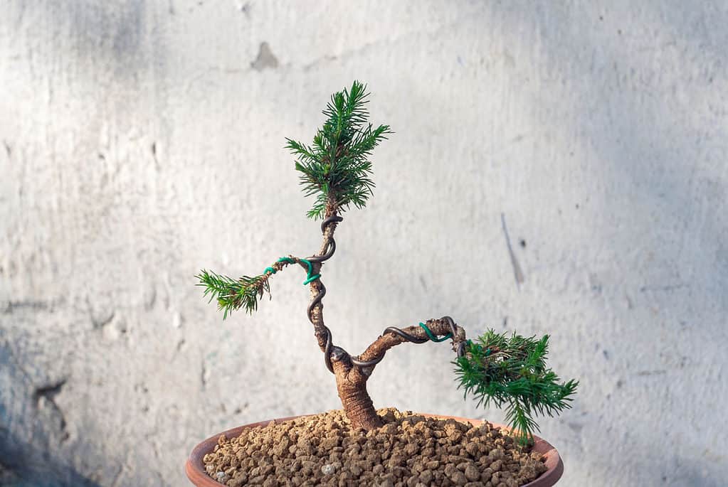 Wiring Bonsai - A Step-By-Step Guide