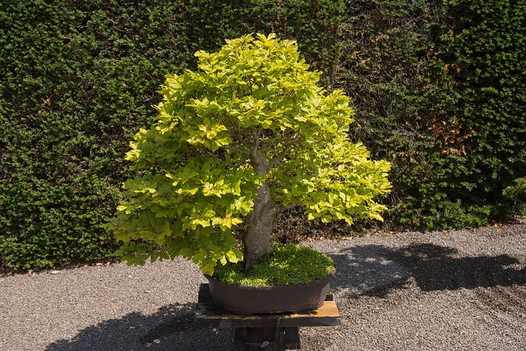Beech Bonsai Tree - A-Z Animals