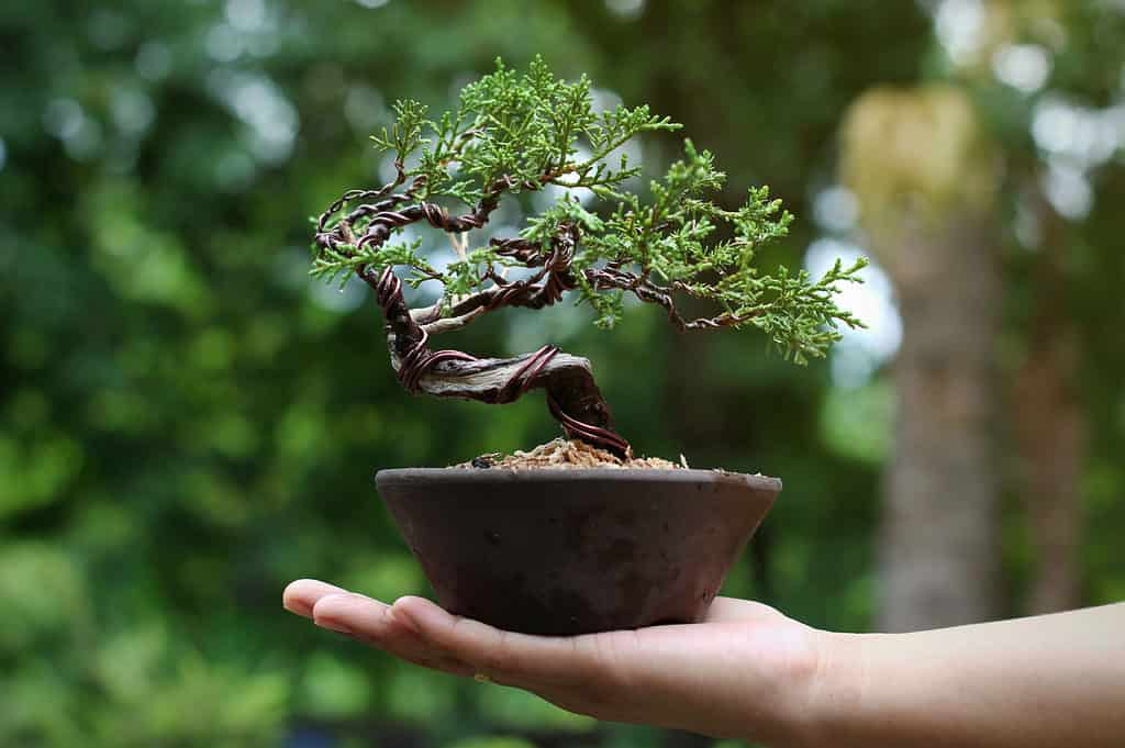 juniper bonsai in hand with wire