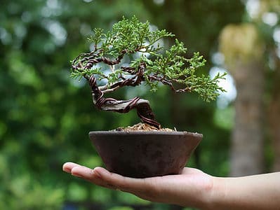 A Wiring a Bonsai Tree: Everything You Need to Know