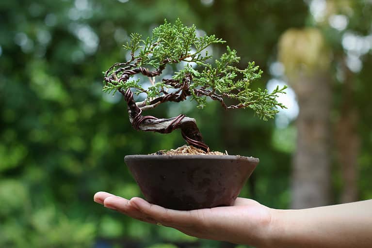 juniper bonsai in hand with wire