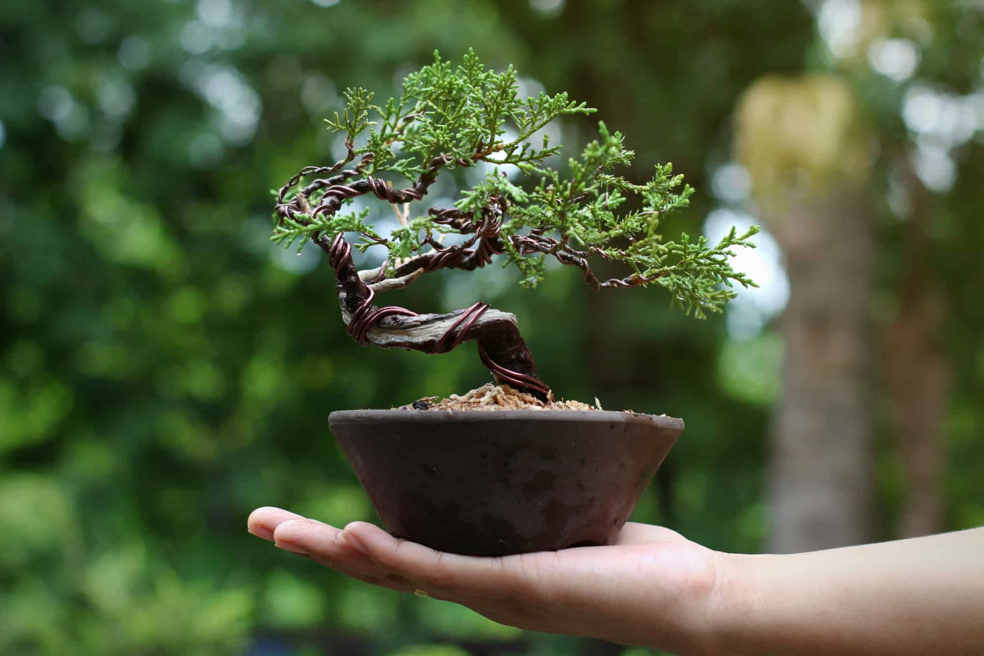 Bonsai artist takes care of his plant, wiring branches and trunk