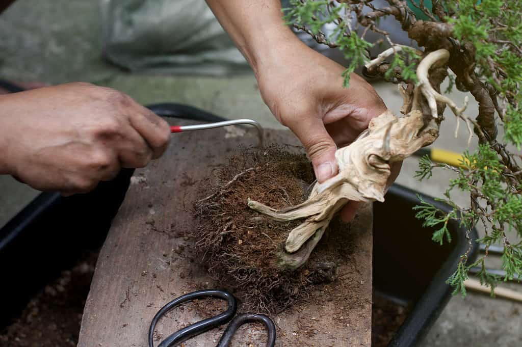 bonsai tree being worked on