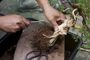 How to Repot a Bonsai Tree Picture