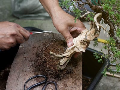 A How to Repot a Bonsai Tree