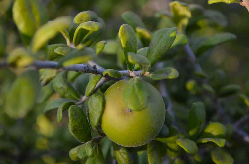 texas persimmon tree