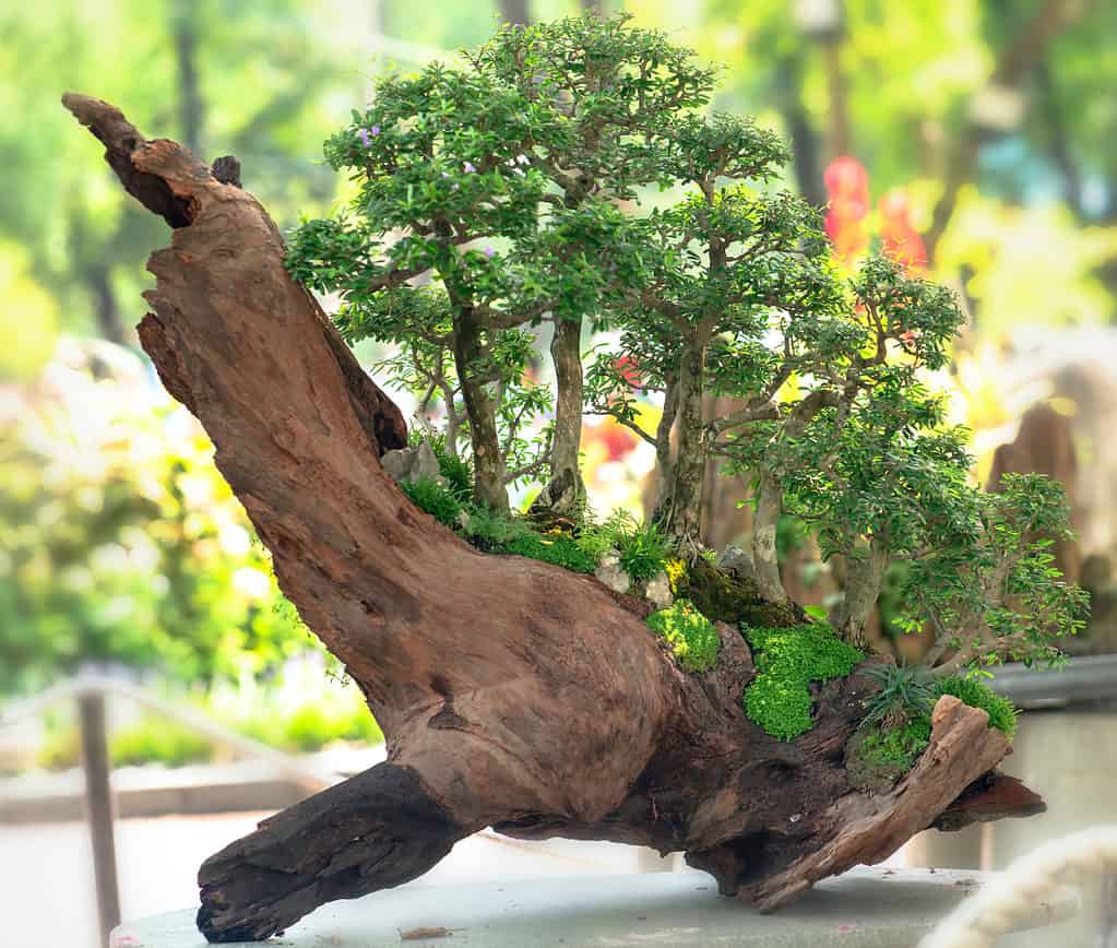 Bonsai Styles