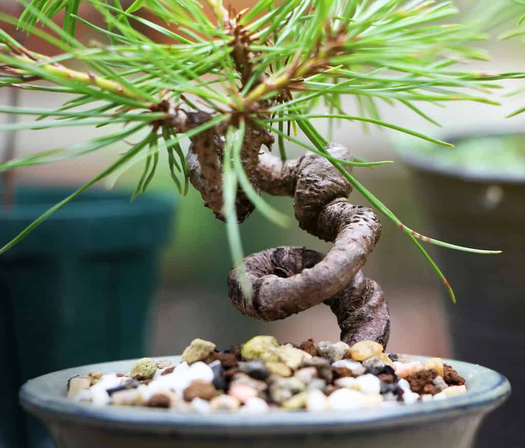 wrapped pine bonsai tree