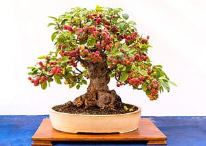 The 16 Best Fruit Bonsai Trees: Grow Mini Fruit Trees! Picture