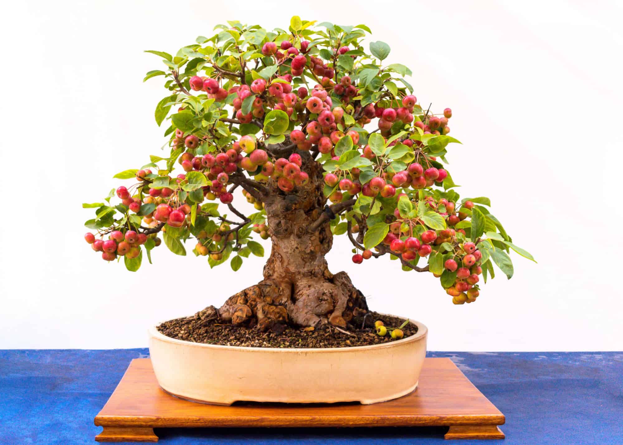 crabapple bonsai tree in pot