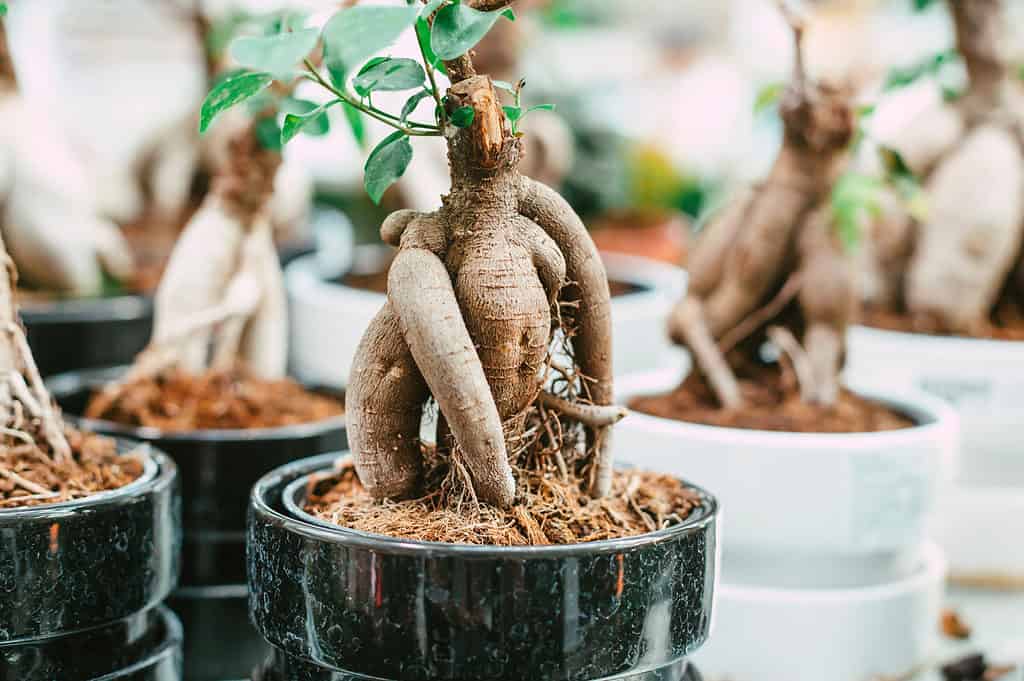 Ficus Bonsai Tree