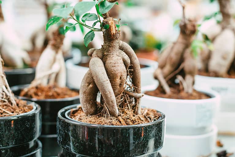 ficus ginseng bonsai tree in pot
