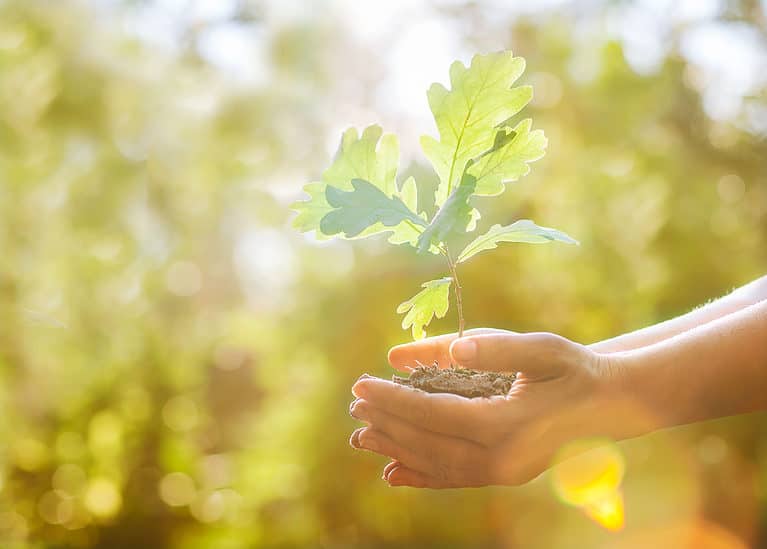 oak bonsai tree sapling