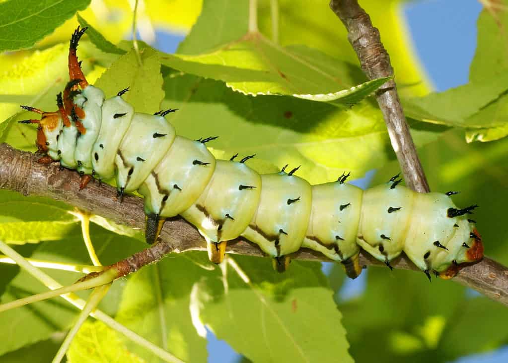 hickory horned devil in tree