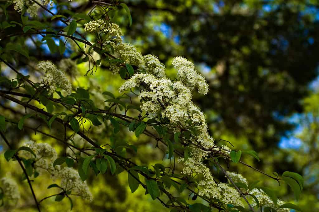 Trees Native to Texas