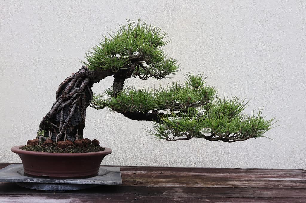japanese black pine bonsai tree on white background