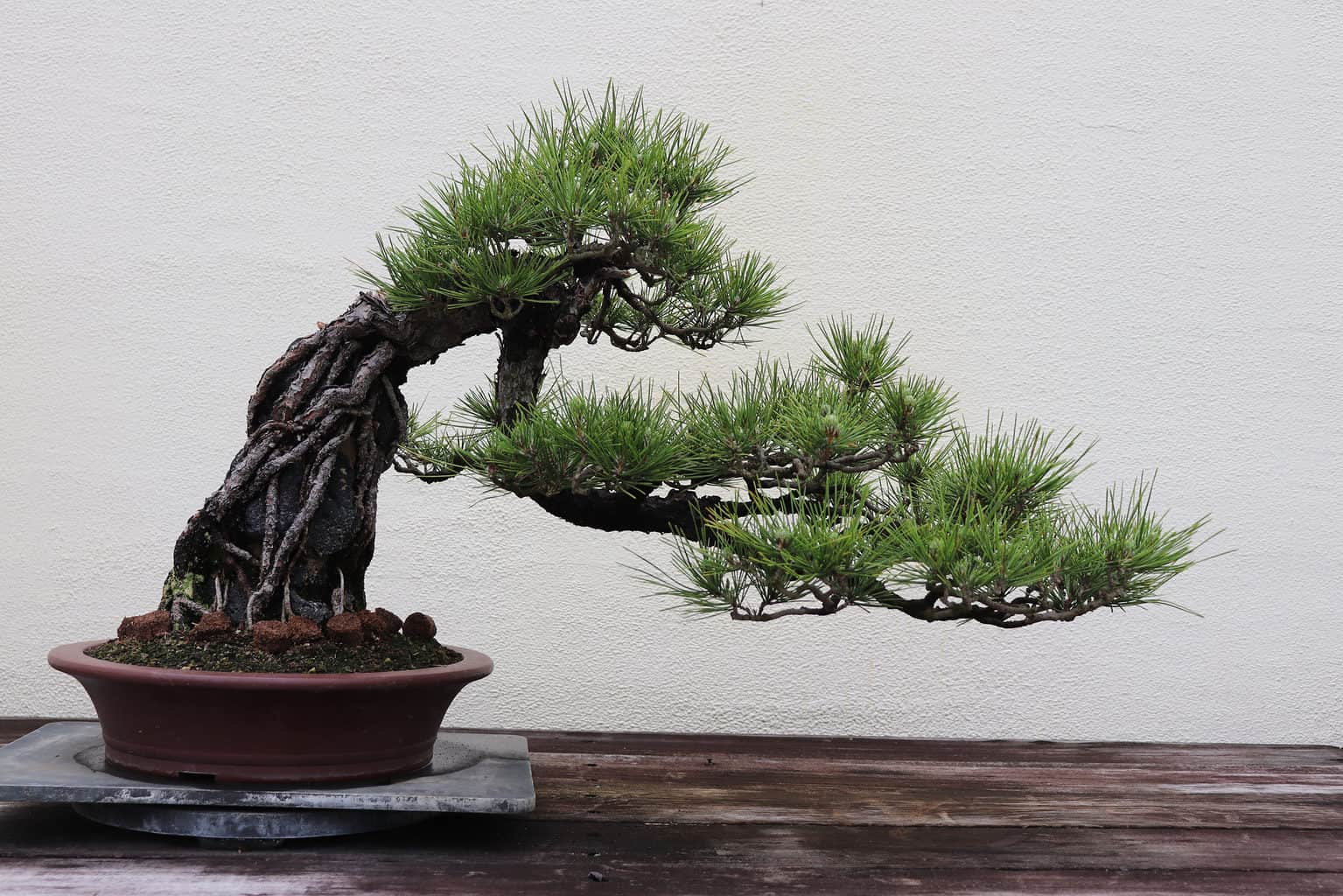 Discover the Top 7 Most Expensive Bonsai Trees Ever Sold AZ Animals