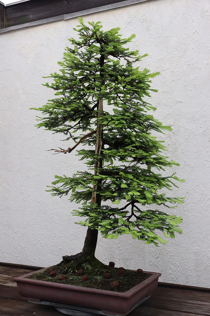 Redwood Bonsai Tree