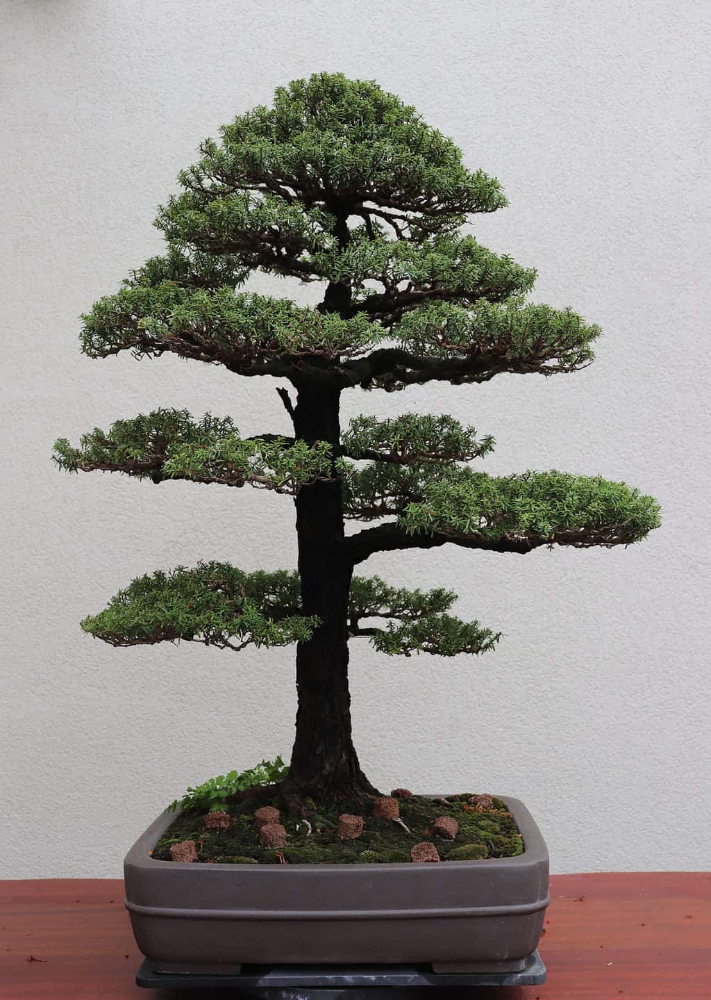 Hemlock Bonsai Tree - A-Z Animals